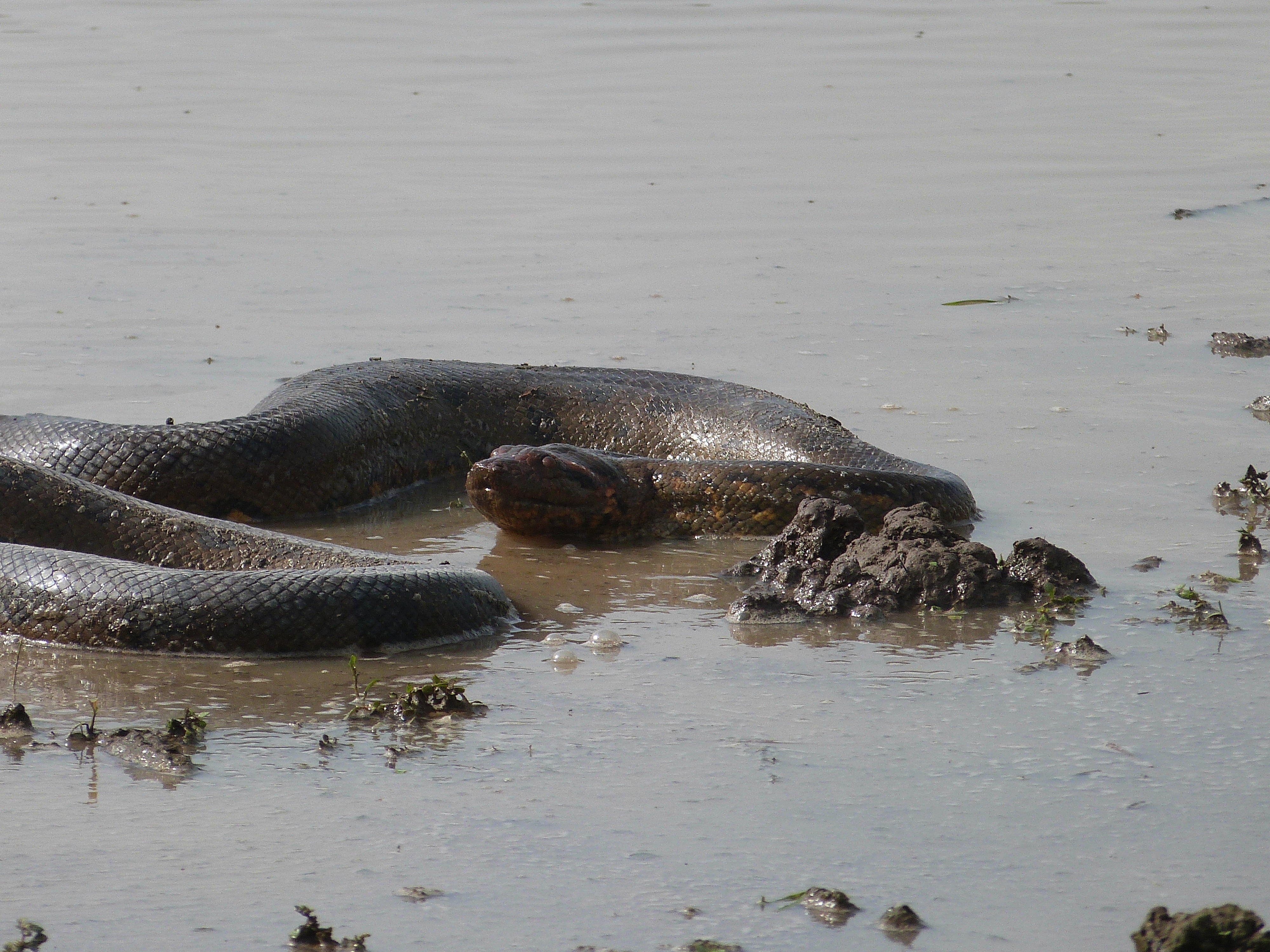 Urwaldabenteuer in Bolivien: Die Pampas um Rurrenabaque bieten atemberaubende Tierbeobachtungen