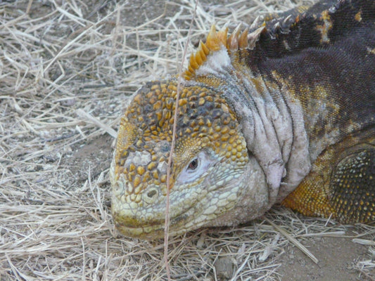 Wandern auf Galapagos, die Vulkaninsel Isabella bietet mehrere aktive Vulkane