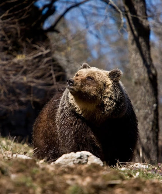 Bären und Wölfe beobachten beim Wandern in den Abruzzen