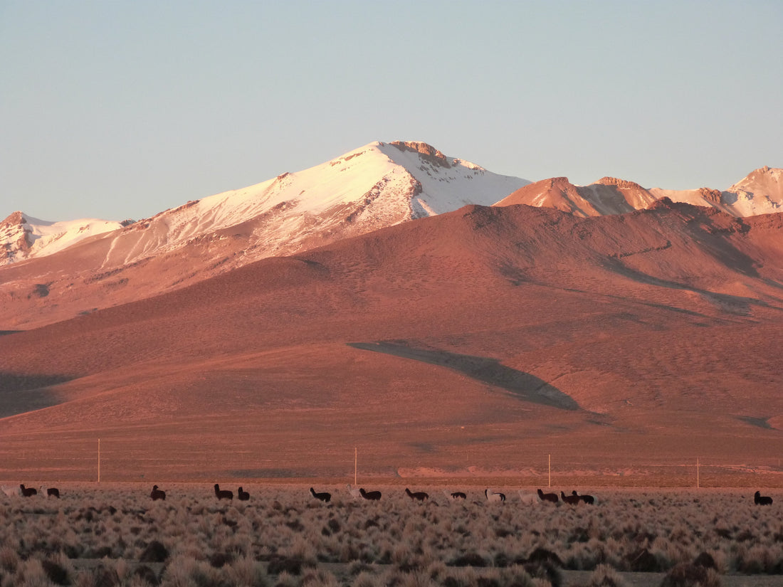 Der Acotango zwischen Chile und Bolivien gehört zu den am leichtesten zu erreichenden 6000ern der Anden