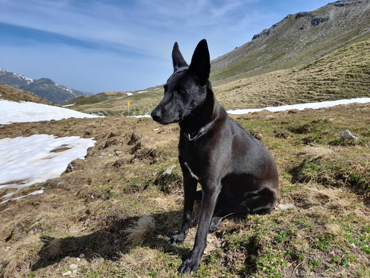 Die Tiere der Alpen