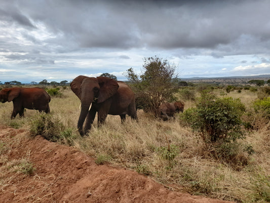 Interessante Tiere in Tansania - Safari in der Serengeti