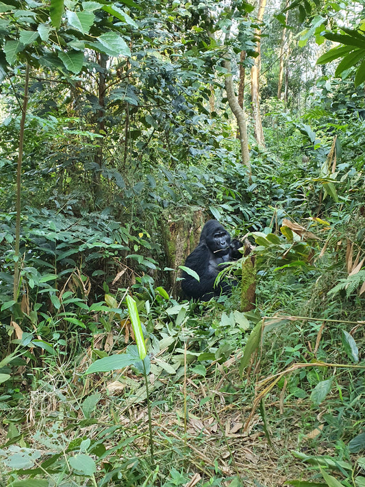 Die Virunga Vulkane zwischen Ruanda und Uganda gehören zu den interessantesten Gebirgsregionen Afrikas