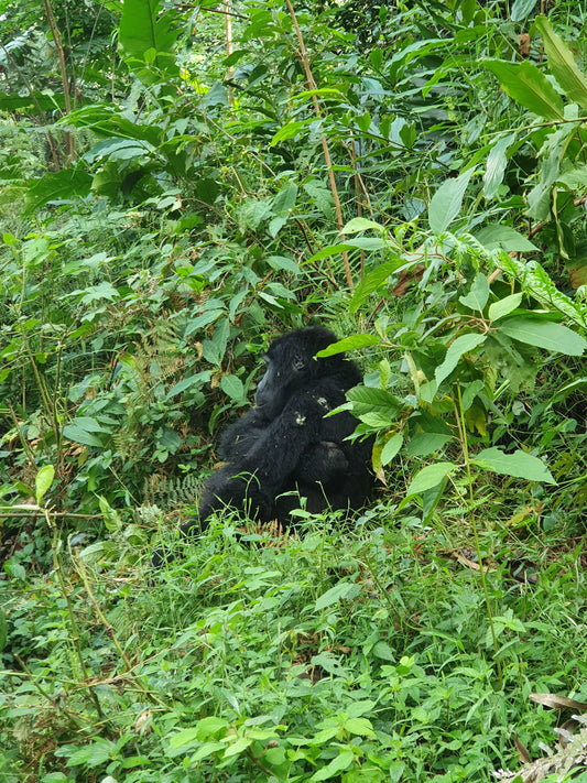 Ein Besuch bei den Berggorillas in Uganda