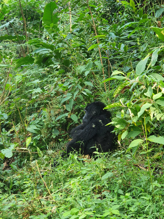 Berggorillas in den Virunga Bergen von Uganda