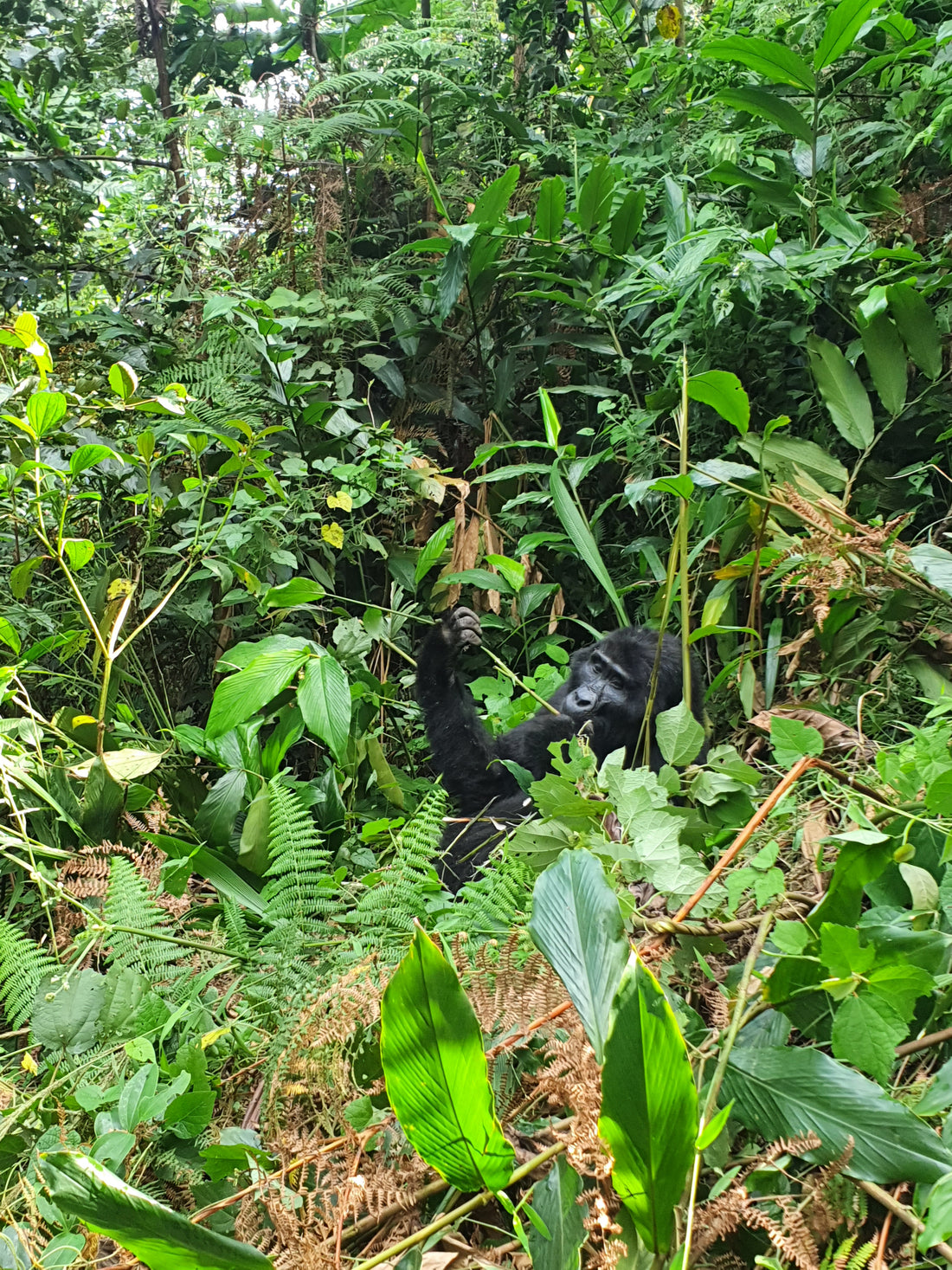 Die Virunga-Vulkane in Uganda und Ruanda: Ein Naturwunder im Herzen Afrikas