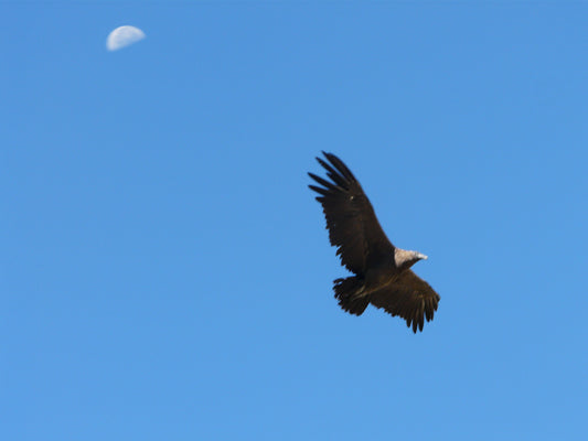 Der Condor - Südamerikas größter Vogel