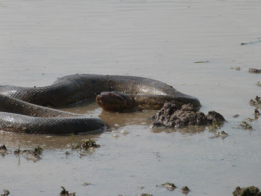 Urwaldabenteuer in Bolivien: Die Pampas um Rurrenabaque bieten atemberaubende Tierbeobachtungen