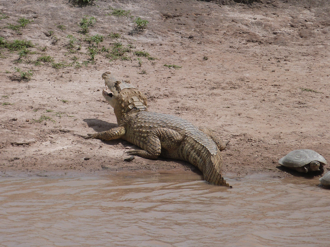 Das artenreiche Pantanal im Amazonasgebiet teilen sich Bolivien, Brasilien und Paraguay