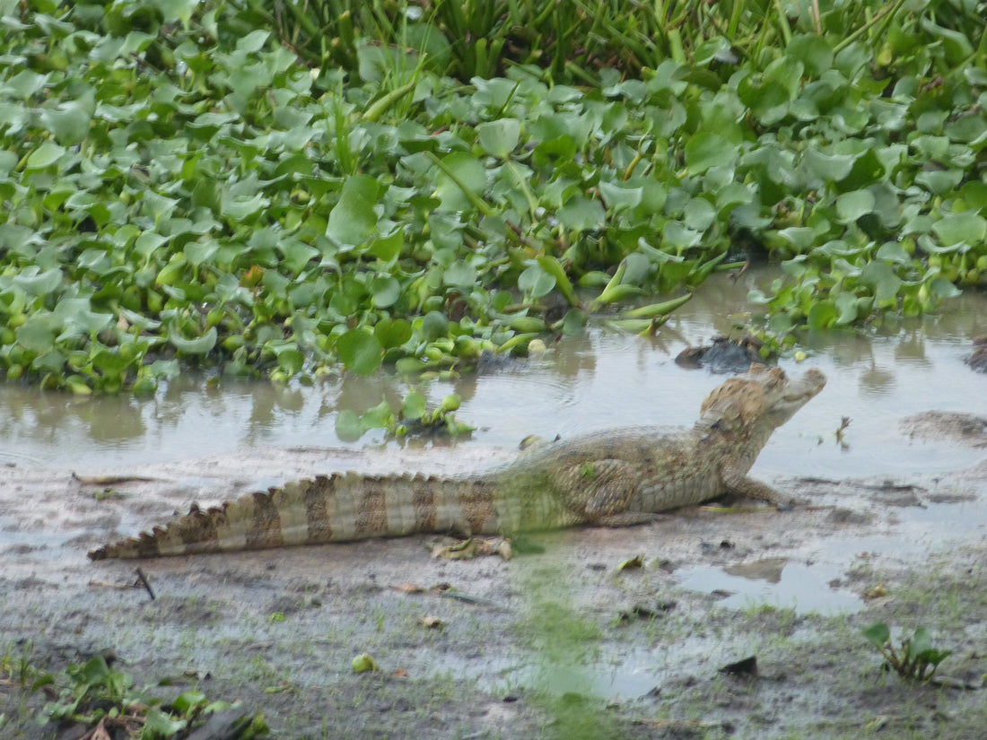 Der Amazonasregenwald in Südamerika - ein Paradies für Botaniker und Tierliebhaber - immer eine Reise wert