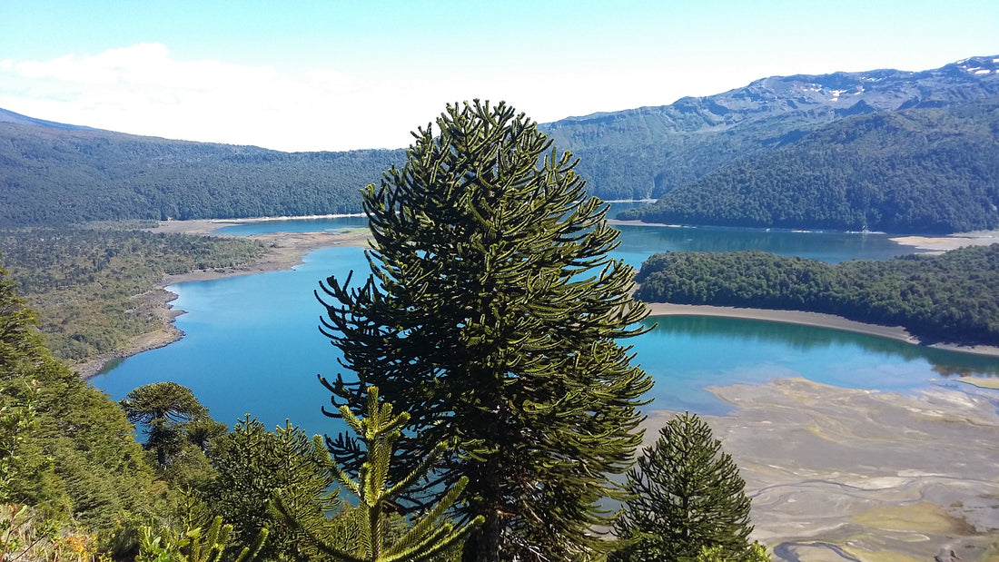 Der Conguillo Nationalpark im nördliche chilenischen Seengebiet gilt als einer der schönsten im Lande