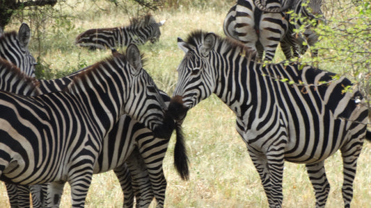 Die Serengeti darf nicht sterben - hier Zahlen und Fakten zu dieser fantastischen Naturregion