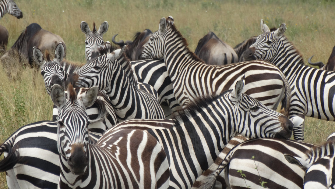 Serengeti darf nicht sterben - einzigartige Tierwelt in Tansania