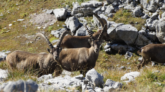 Steinböcke sehen in den Plessuralpen zwischen Davos und Arosa