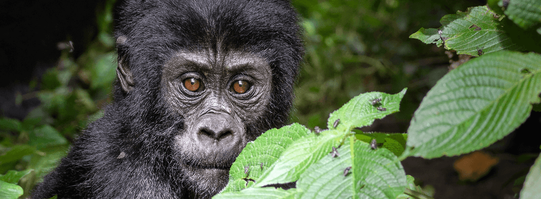 Berggorilla-Trekking in Uganda: Ein unvergessliches Erlebnis inmitten der Natur