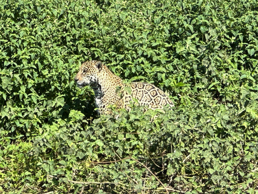 Amerikas größte Raubkatze - der Jaguar