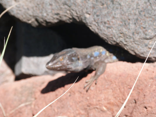 Teneriffa hat eine erstaunliche Tierwelt, vor allem im Meer