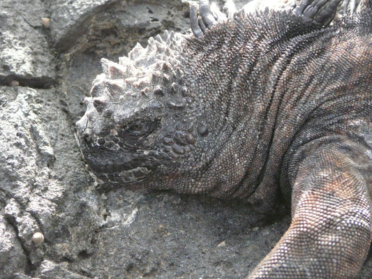 Die Galapagosinseln bieten einzigartige Möglichkeiten Tiere zu beobachten, man kann aber auch Wandern