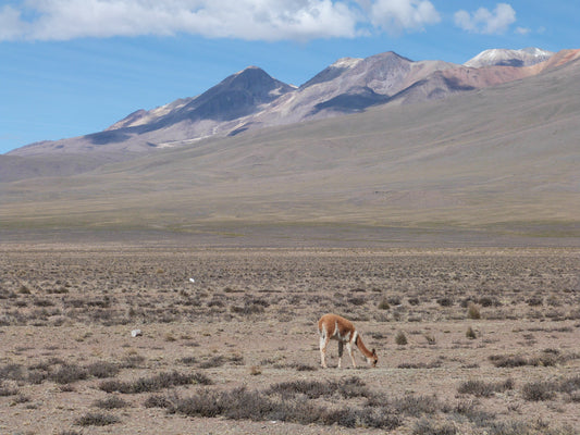 Hualca Hualca - Der vernachlässigte 6000er über dem Colca Canyon ist jetzt sehr gut erreichbatr