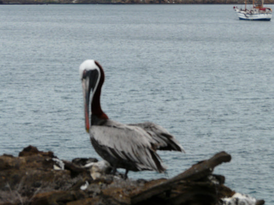 Seevögel und Wildlife auf den Islas Ballestas bei Paracas in Peru